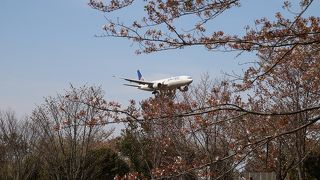 さくらと飛行機