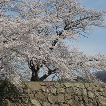 桜がいっぱいでした
