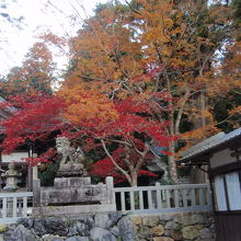 吉御子神社の紅葉