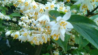 車で登ることができます。