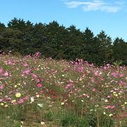 花数が少ない！ピークの時期はとうに過ぎてた！