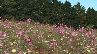 花数が少ない！ピークの時期はとうに過ぎてた！