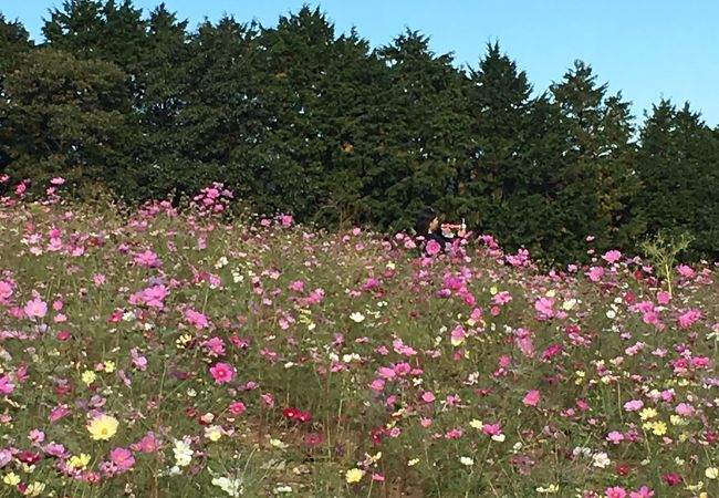 花数が少ない！ピークの時期はとうに過ぎてた！