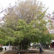 境内にある銀杏の巨木は樹齢1300年超だ！