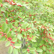 良い色合いの実