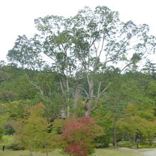 クスノキだったか