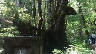 但馬高原植物園ー瀞川平ー