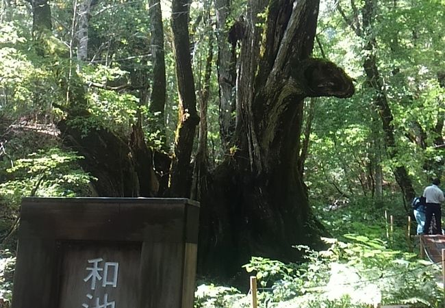 但馬高原植物園ー瀞川平ー