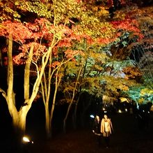 紅葉のライトアップ