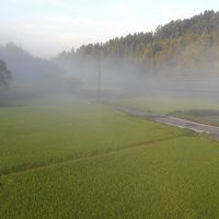 部屋からの眺め。朝霧に包まれた田んぼ。