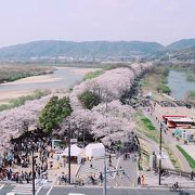 桜のトンネル