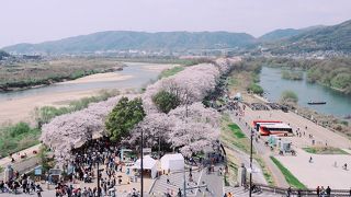 桜のトンネル