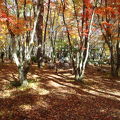 軽井沢の自然に囲まれた高原リゾートホテル前の庭は、紅葉に彩られ、大小さまざまなボールで飾られていました。