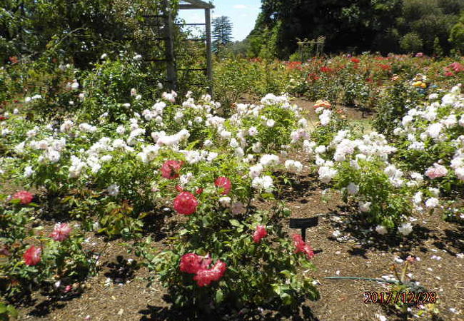 パーネル ローズ ガーデン