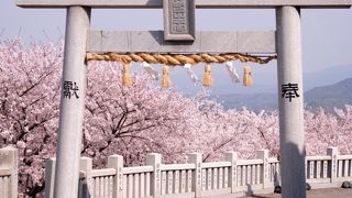 満開の桜