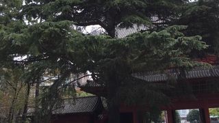 三解脱門をくぐって目の前にある大きな松