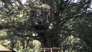 樹齢千年の御神木