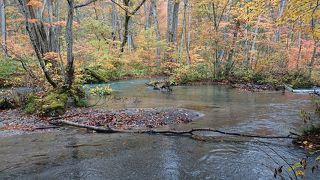 奥入瀬 懐かしさを感じました