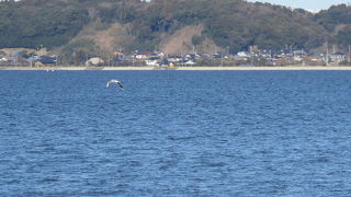 ヨシガモを見てきました。