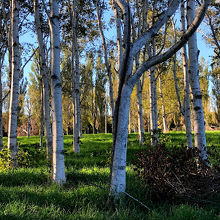 白樺の木が何本もあります