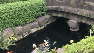 錦鯉がたくさん