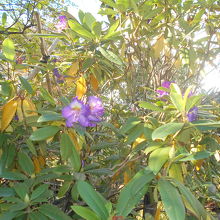 境内には花が多い。石楠花の狂い咲か？