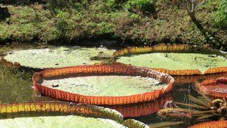 見どころ満載の植物園