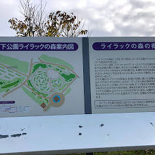 夏にはライラックが咲くそうです