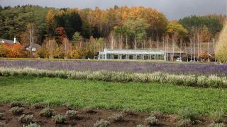 ファーム富田はラベンダー一色