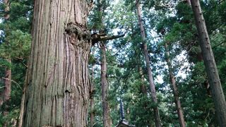 羽黒山で最大の巨木