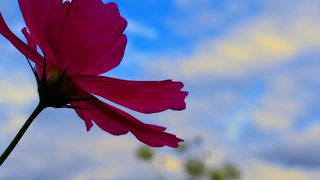 コスモスが見事でした。