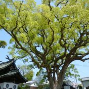 樹齢９００年の楠がある神社