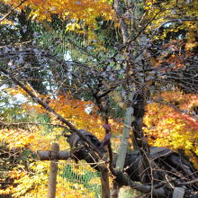 西明寺のフダン桜と紅葉