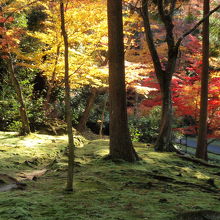 西明寺の苔と紅葉のコントラスト