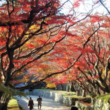 西明寺の紅葉