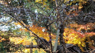 西明寺（湖東）に紅葉を見に行きました