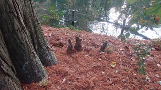 井の頭公園に紅葉を見に行きました