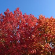 紅葉の季節には最高です。