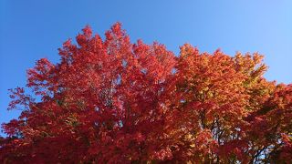 紅葉の季節には最高です。