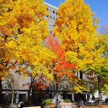 紅葉に包まれています