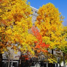 像の上の赤色が目立っていました