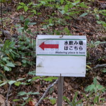 「水飲み場はこちら」の案内がありました。