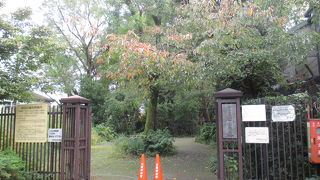 森ではなく雑木の林でした。