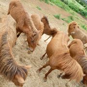 宮古島にはもう1００頭ほどしか・・・