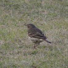 港公園で見たタヒバリ