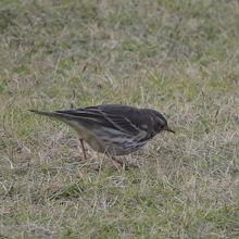 港公園で見たタヒバリ
