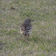 港公園で見たタヒバリ