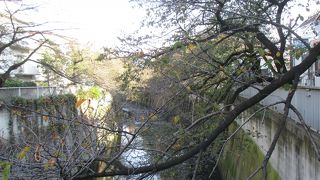 すでに来年の開花の準備に入った様です。