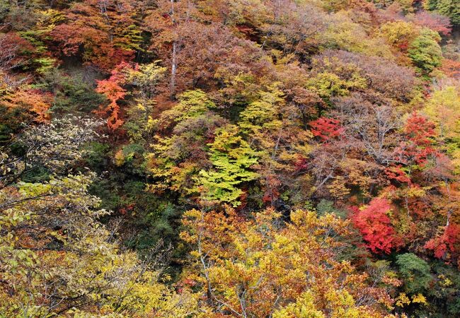 紅葉が見事