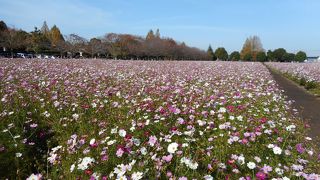 素敵なコスモスガーデン